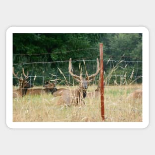 Elk With Antlers Behind Fence Nature Photography Sticker